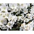 Rhododendron 'Ptarmigan'