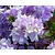 Rhododendron 'Purple Pillow'