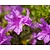 Rhododendron calostrotum keleticum