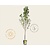 Prunus persica 'Peregrine' - laagstam