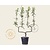 Malus domestica 'Jonagold' - dubbele U-vorm