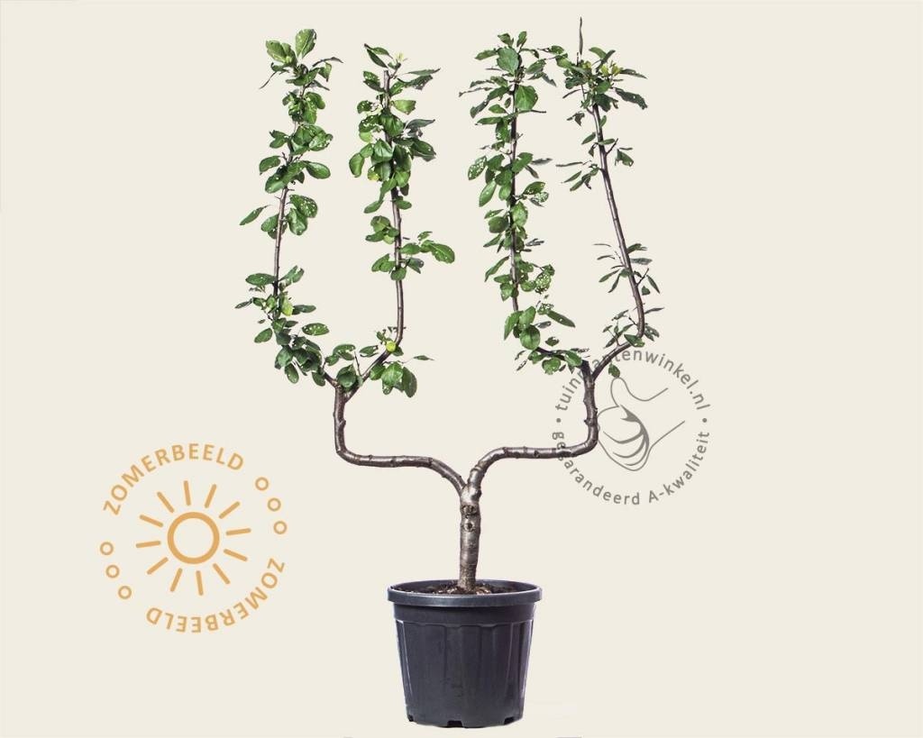 Prunus domestica 'Victoria' - dubbele U-vorm