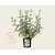 Cistus florentinus