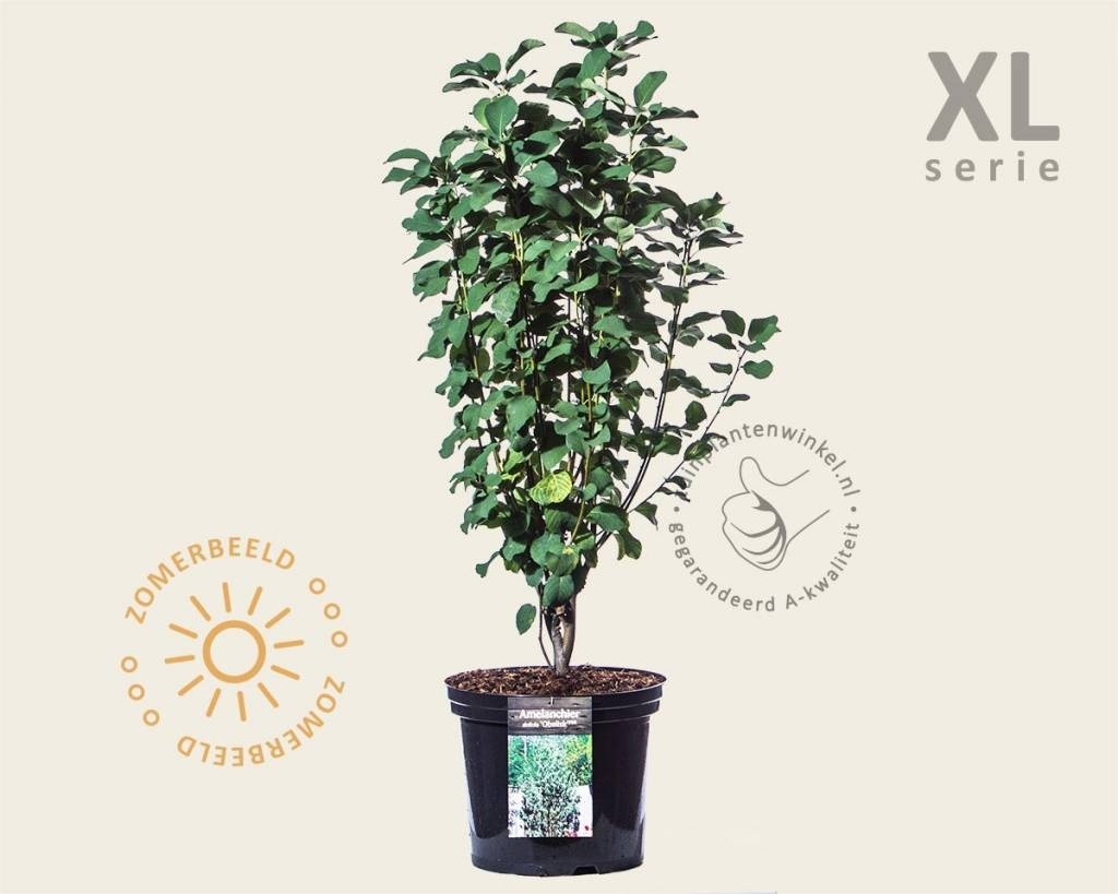 Amelanchier alnifolia 'Obelisk' - XL