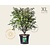 Euonymus alatus 'Compactus' - XL