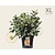 Fothergilla major - XL