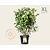 Hydrangea paniculata 'Limelight' - XL