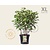 Hydrangea paniculata 'Pinky Winky' - XL