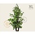 Liquidambar styraciflua - XL