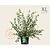 Lonicera fragrantissima - XL
