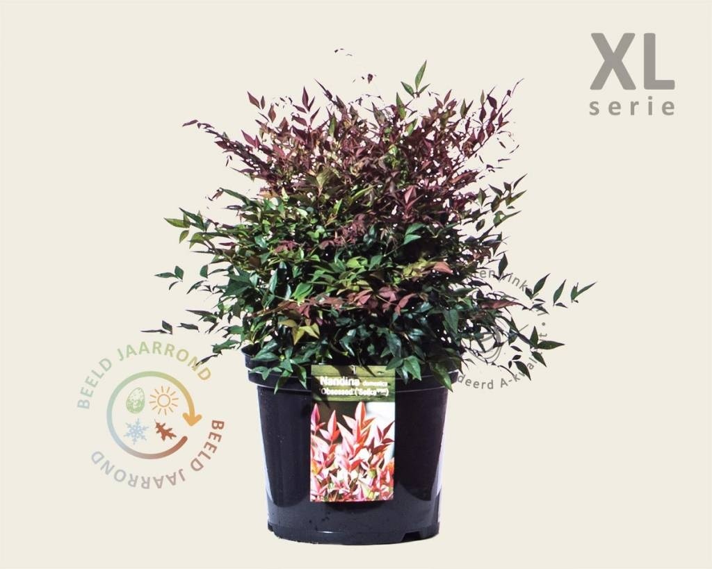 Nandina domestica 'Obsessed' - XL