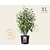 Ribes sanguineum 'King Edward VII' - XL