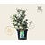 Vaccinium corymbosum 'Goldtraube' - XL