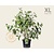 Viburnum plicatum 'Kilimandjaro' - XL
