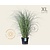 Miscanthus sinensis 'Gracillimus' - XL