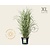 Miscanthus sinensis 'Strictus' - XL