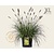 Pennisetum alopecuroides 'Hameln' - XL