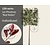Lei-Photinia - 120 - individueel geen extra's