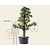 Alleen in winkel Pyrus communis 'Conference' - zeer oude laagstam