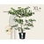 Cornus controversa - XL+