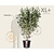 Cornus kousa - XL+