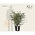 Euonymus alatus - XL+