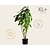 Hydrangea aspera 'Macrophylla' - XL+