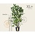 Liriodendron tulipifera - XL+