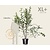 Magnolia soulangeana - XL+