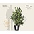 Magnolia stellata - XL+