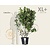 Magnolia 'Susan' - XL+