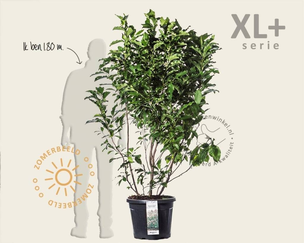 Magnolia 'Susan' - XL+