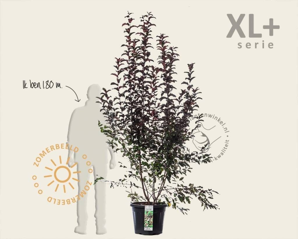 Malus toringo 'Scarlett' - XL+