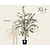 Prunus 'Accolade' - XL+