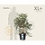 Viburnum plicatum 'Watanabe' - XL+