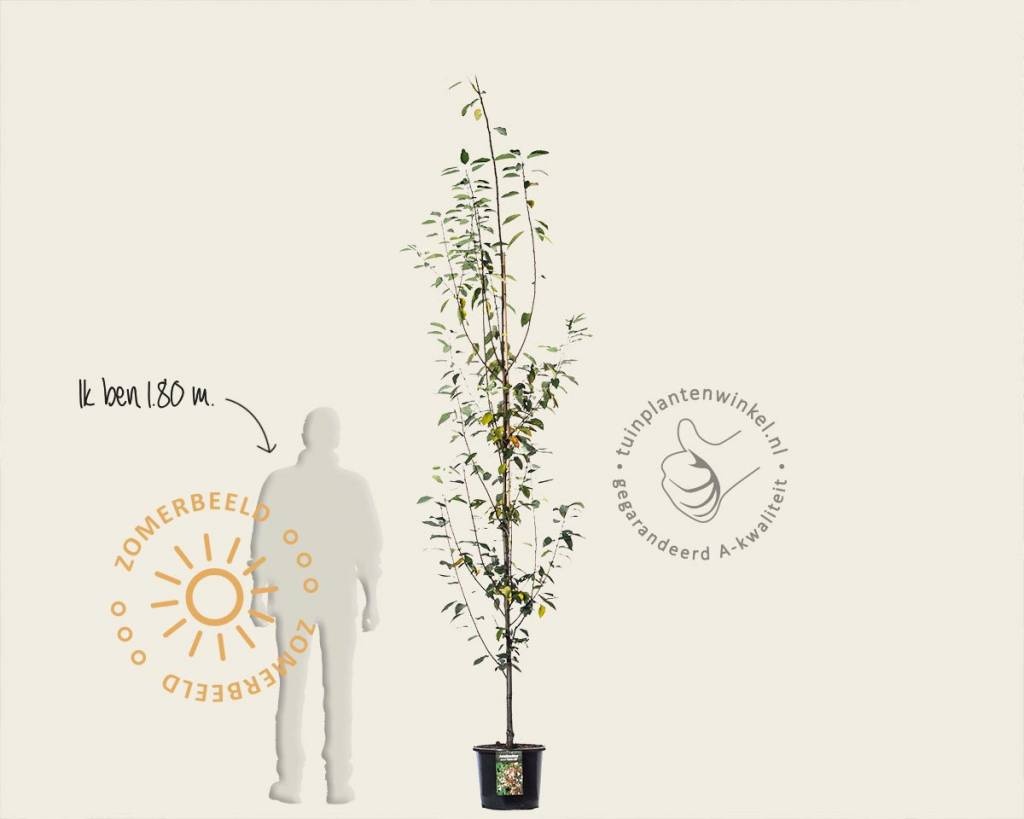 Amelanchier arborea 'Robin Hill' - beveerd