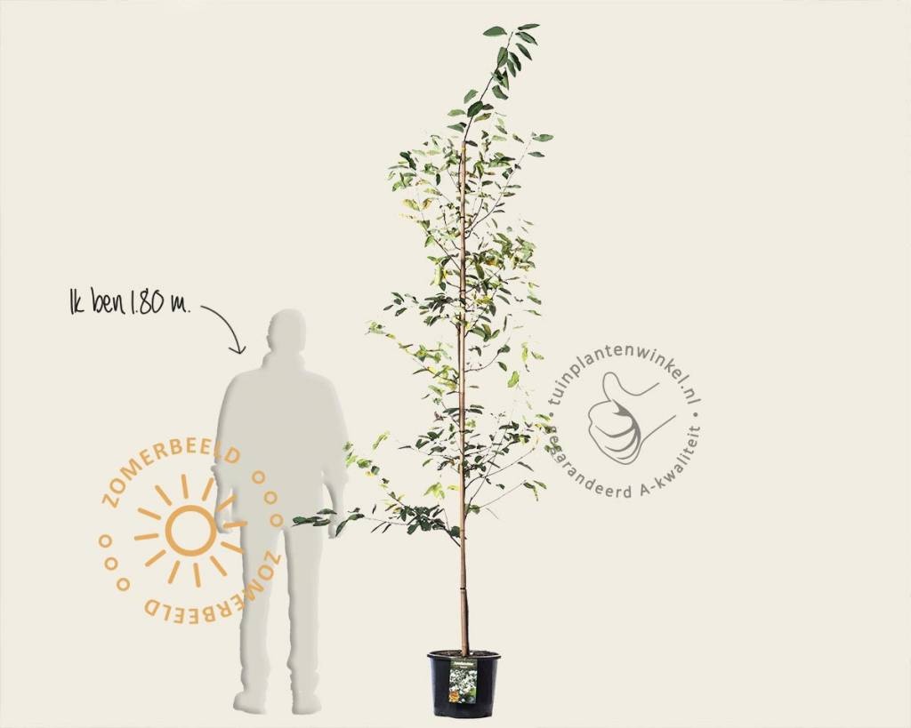 Amelanchier lamarckii - beveerd