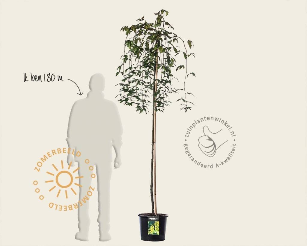 Laburnum alpinum 'Pendulum' - 180 cm stam