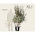 Elaeagnus ebbingei - XL+