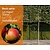Lei-Appel 'Elstar' - Basic - individueel geen extra's