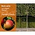 Lei-Appel 'Elstar' - Basic - pakket 2 stuks + EXTRA'S!