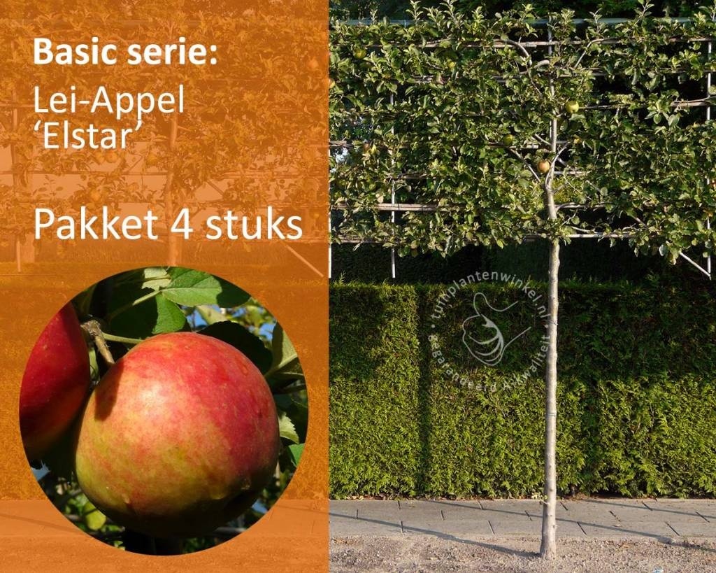 Lei-Appel 'Elstar' - Basic - pakket 4 stuks + EXTRA'S!