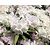 Rhododendron yakushimanum 'Schneekrone'
