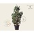 Pinus flexilis 'Vanderwolf's Pyramid' 150/175 - Excellent