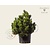 Pinus heldreichii 'Compact Gem' 60/80 - Excellent
