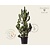 Pinus heldreichii 'Satellit' 150/175 - Excellent