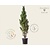 Pinus nigra 'Molette' 200/250 - Excellent