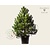 Pinus nigra subsp. nigra 125/150 - Excellent