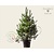 Pinus nigra subsp. nigra 175/200 - Excellent