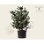 Pinus parviflora 'Negishi' 80/100 - Excellent